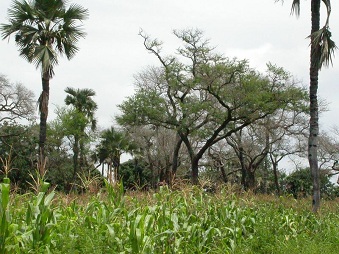 Agroforestry